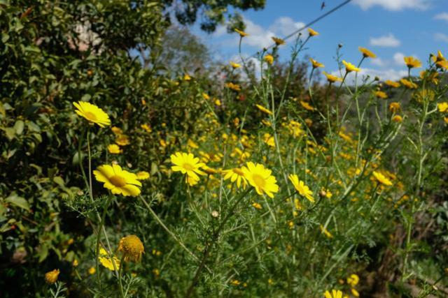 Natural Reserve Apartment Zikhron Ya'akov Exterior foto